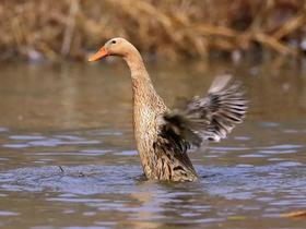 散养麻鸭3斤左右