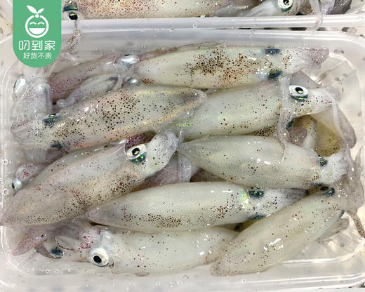 东山活冻灯捕小管/1份（500g±30g）生产日期：25年6月 商品图3