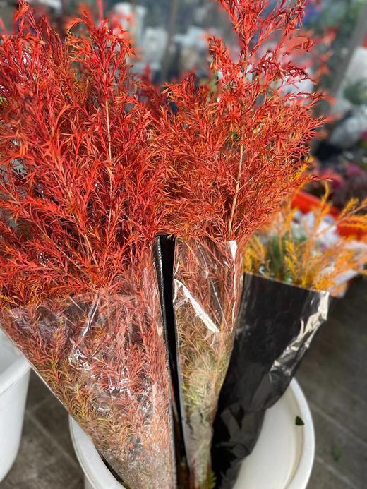 【千层金】  红色  若干枝/扎 商品图6