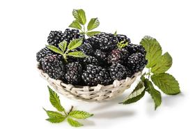  解惑 | 『药食同源』话黑莓，竟然好吃又好补？ 