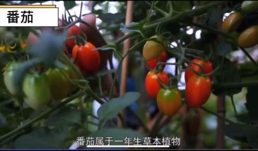 了解番茄 商品图0