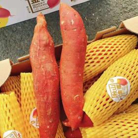 【秋山金蜜.红薯】约5斤/箱，可蒸可烤