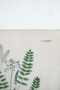植物标本中古挂画 钢板印刷+手绘上色 商品缩略图6