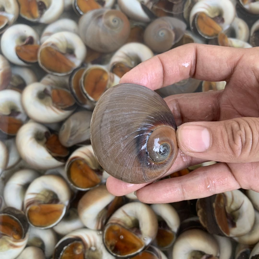 猫眼螺喷水很像