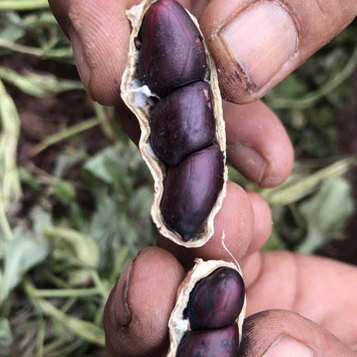 云南小粒黑花生 高原阳光 黑色营养 干生花生 商品图2