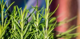  止痒去头螨去头屑，一瓶迷迭香洗发水全搞定！3天不洗头也不油！ 