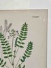 植物标本中古挂画 钢板印刷+手绘上色 商品缩略图4