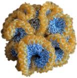 GAFB/RCES01-C07 种珊瑚系列耳钉 商品图0