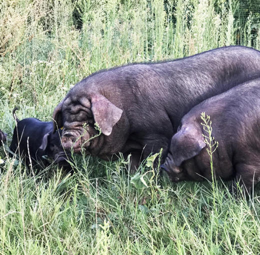 猪心一个 商品图0