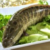 黑鱼（乌鱼） 活鱼1500g/条（今日预定，明日送达，预定商品无品质问题，不退货不换货不退款。杀好，不杀请备注） 商品缩略图0