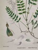 植物标本中古挂画 钢板印刷+手绘上色 商品缩略图5