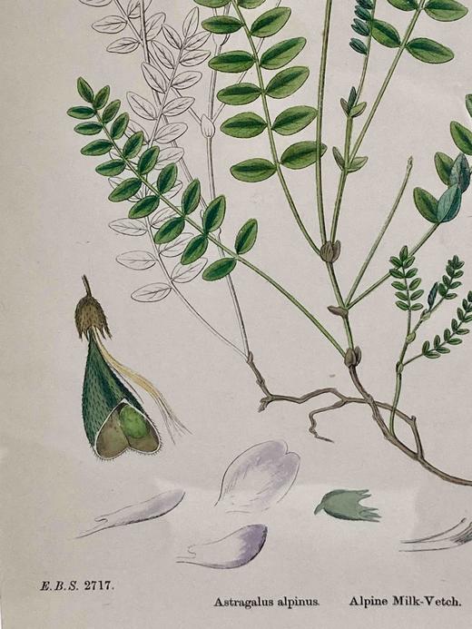 植物标本中古挂画 钢板印刷+手绘上色 商品图5