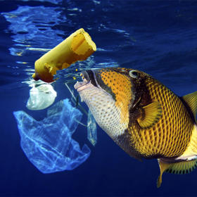 健康评估 | 婴幼儿粪便中微塑料是成人的10多倍？如何预防？