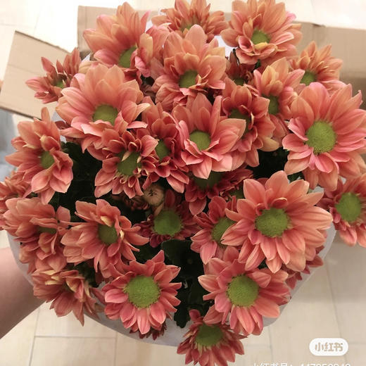 国产小菊-三文鱼-10支 商品图0