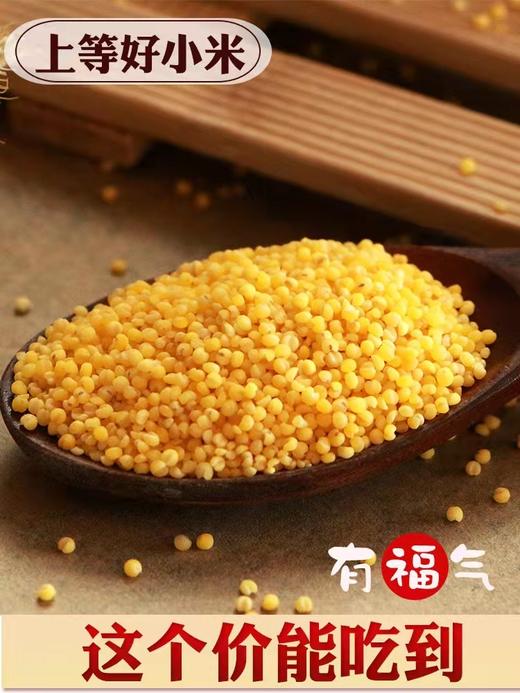 临泉2022年新小米临泉特产五谷杂粮农家糯小米熬粥必备 商品图3