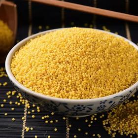 临泉2022年新小米临泉特产五谷杂粮农家糯小米熬粥必备