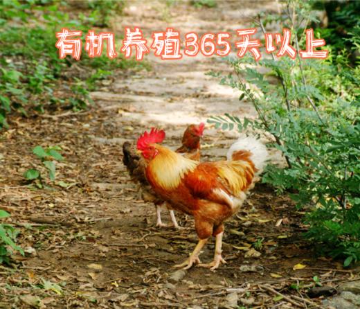 有机跑山鸡公鸡365天（3.4-3.8斤）【第2只6.5折】 商品图2