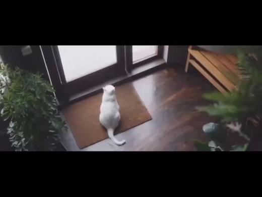 上班族早餐 -火龙果香蕉蛋白奶昔 商品图0