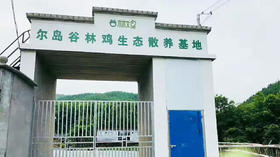 尔岛松林农场谷林鸡专辑