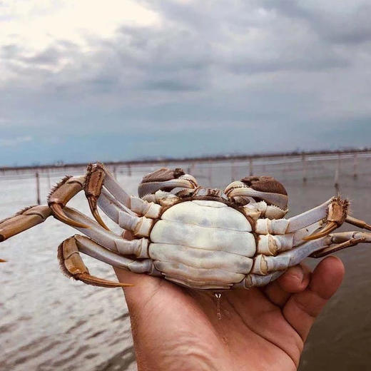 【公蟹正当到道！鲜！】70%淘汰率只选精品阳澄湖大闸蟹口感肥美黄肥膏白蟹黄鲜香99%的人没有吃过的正宗阳澄湖大闸蟹6/8/10母肥美大闸蟹组合任选! 商品图12