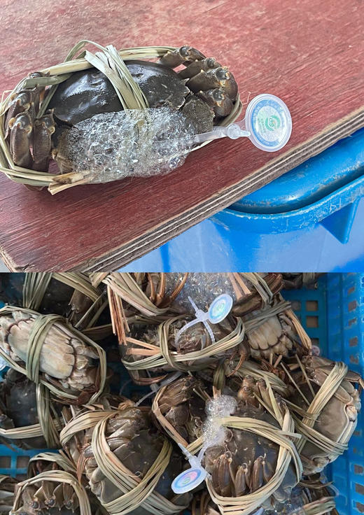 【公蟹正当到道！鲜！】70%淘汰率只选精品阳澄湖大闸蟹口感肥美黄肥膏白蟹黄鲜香99%的人没有吃过的正宗阳澄湖大闸蟹6/8/10母肥美大闸蟹组合任选! 商品图6