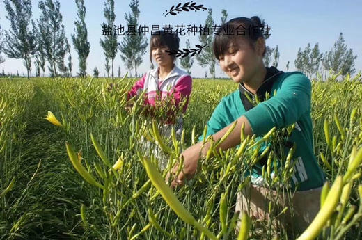 宁夏富硒特级无硫黄花菜1斤2斤装 全国包邮 商品图3