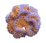 GAFB/RCES01-F05种珊瑚系列 耳钉 商品图0