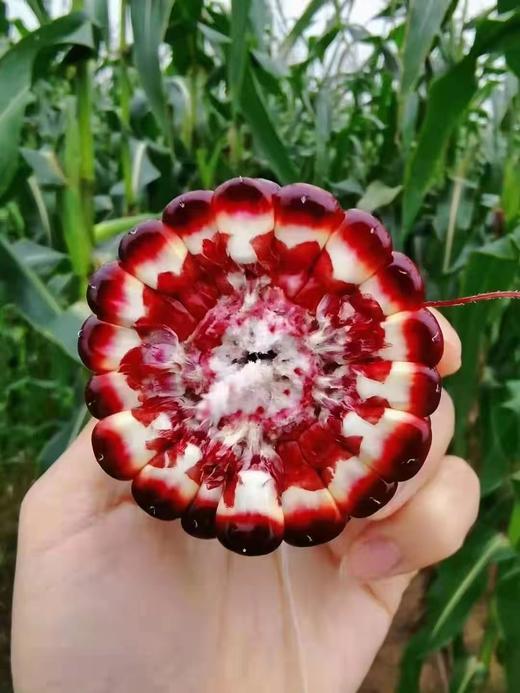 预订红宝石甜玉米6-7根 商品图1