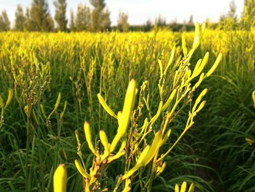 宁夏富硒特级无硫黄花菜1斤2斤装 全国包邮 商品图1