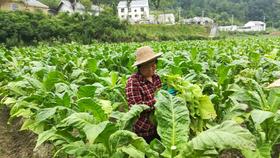 十堰竹溪县烟叶大丰收 农民喜增收