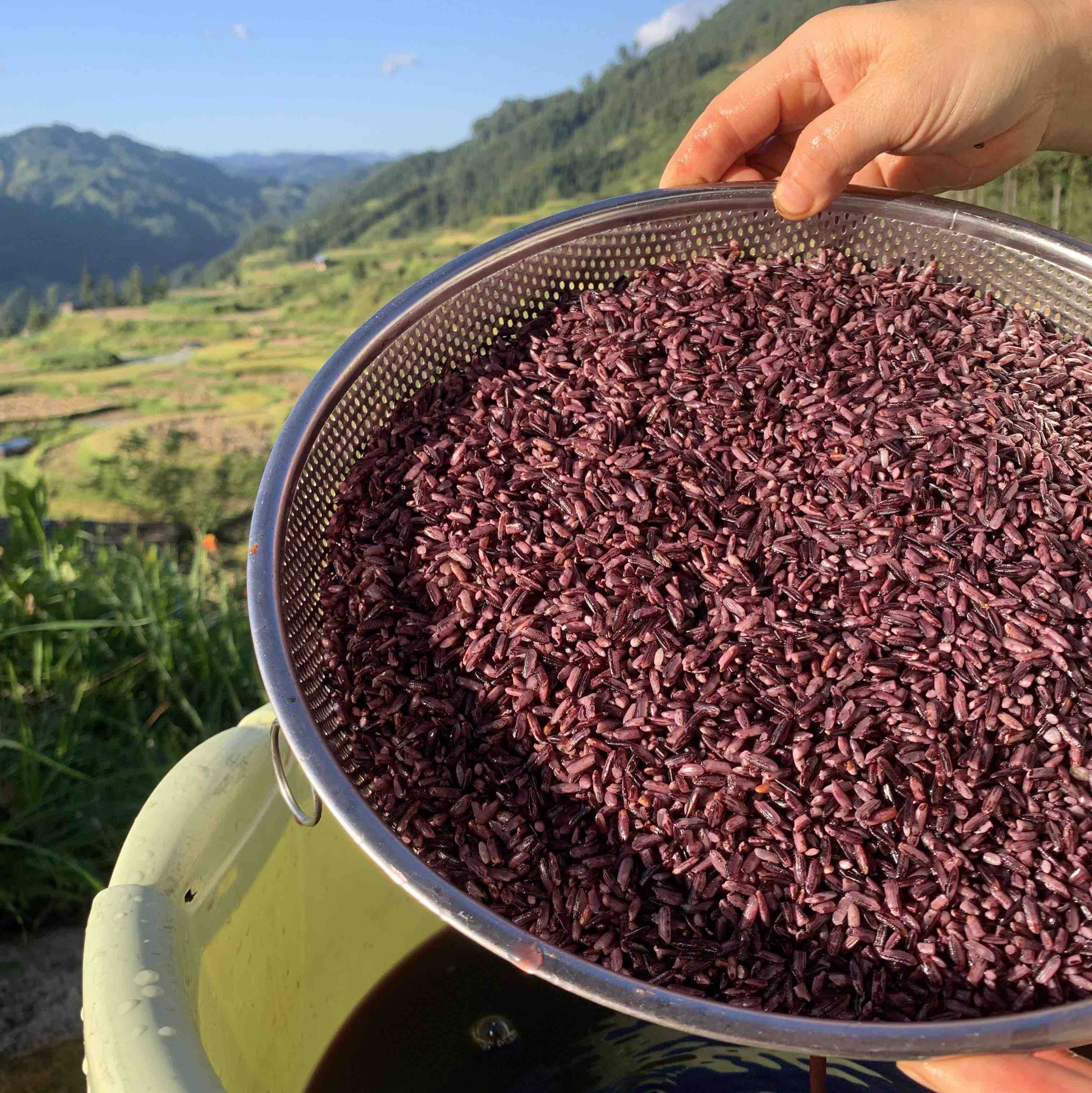 【2025年新米】有机胭脂紫米·绿香米 三色米  500g/袋