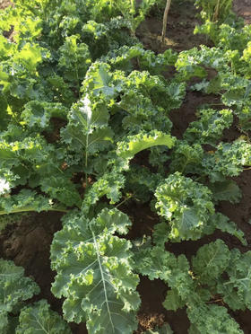 丞起蔬菜拼装5斤包邮京津冀