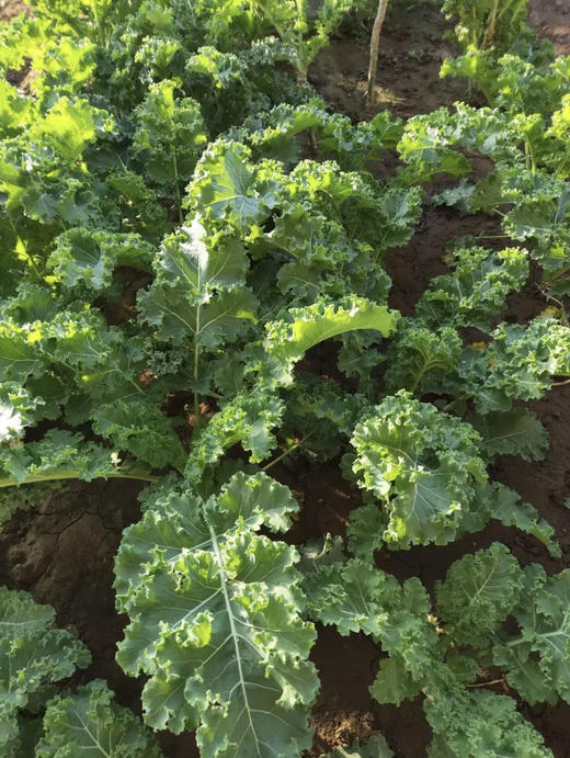 丞起蔬菜拼装5斤包邮京津冀 商品图0