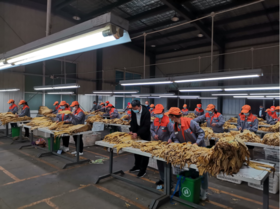 向坝乡：烟叶收购工作全面展开