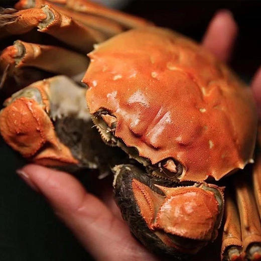 【公蟹正当到道！鲜！】70%淘汰率只选精品阳澄湖大闸蟹口感肥美黄肥膏白蟹黄鲜香99%的人没有吃过的正宗阳澄湖大闸蟹6/8/10母肥美大闸蟹组合任选! 商品图5