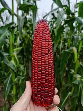 预订红宝石甜玉米6-7根