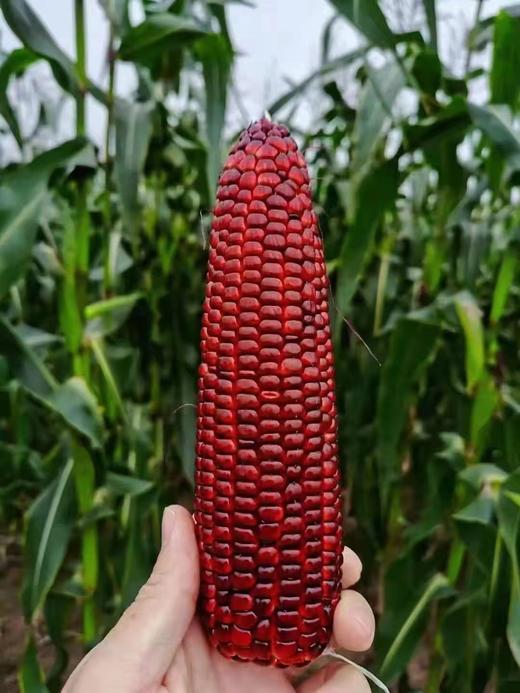 预订红宝石甜玉米6-7根 商品图0