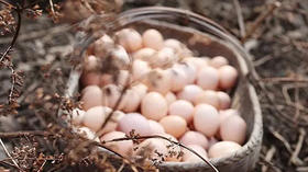 如何区分土鸡蛋？
