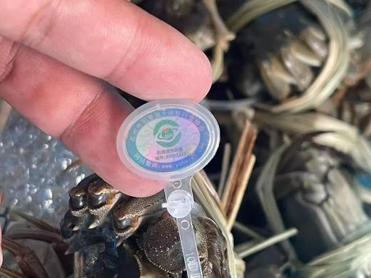 2025正宗的阳澄湖大闸蟹来了！只选精品阳澄湖大闸蟹 口感肥美 黄肥膏白 蟹黄鲜香，产地顺丰直达到家 商品图8
