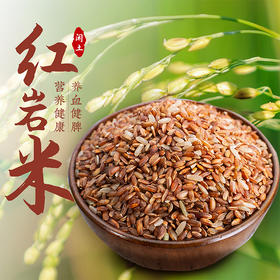 千载古稻红米 原始农耕 一年一季