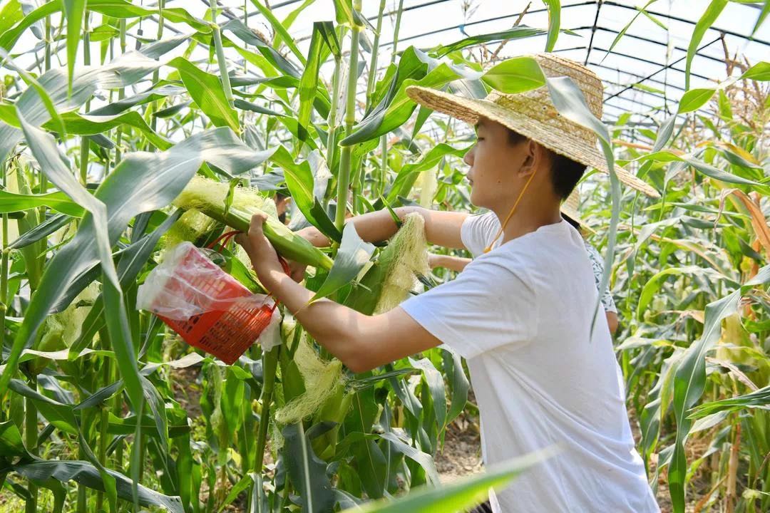 神润斋亲子活动10月23日24日（挖红薯/采玉米&野米饭&多肉DIY）火热报名中......