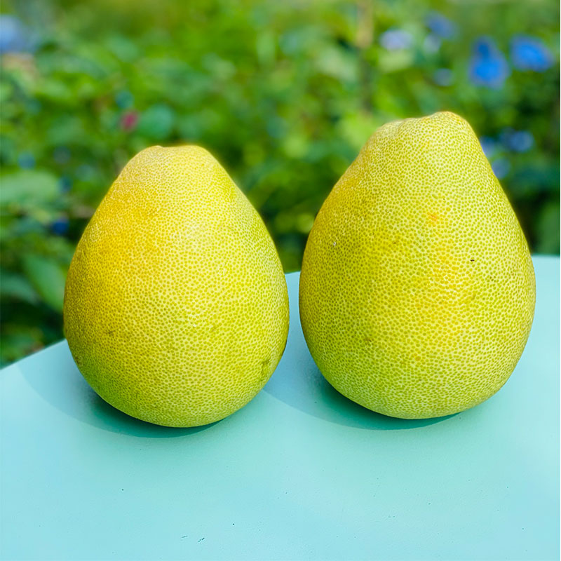 台湾文旦柚 | 田野计划老树精品文旦柚 细致柔嫩回味(1只装/6只装)