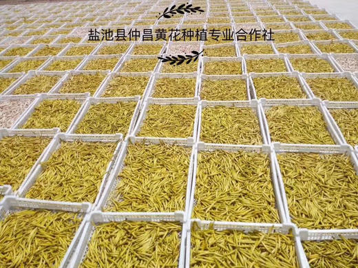 宁夏富硒特级无硫黄花菜1斤2斤装 全国包邮 商品图2