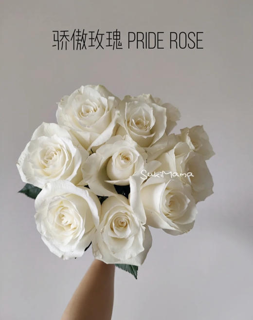 骄傲玫瑰（5月27日下午取花）一束9-10支原价68元，团购价12元 商品图1