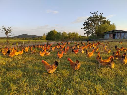 金伶俐·土母鸡（特殊商品下单前务必先电话沟通实际斤数后下单！！！17756066838）（快2年的母鸡，38元一斤，按活鸡重量，多退少补） 商品图1