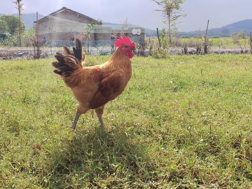 金伶俐·土公鸡（同城配送） 商品图0