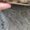 【天然黑芝麻】(自然生长、不施化肥、不打农药、最新鲜秋获)需要熟的需备注 商品缩略图5