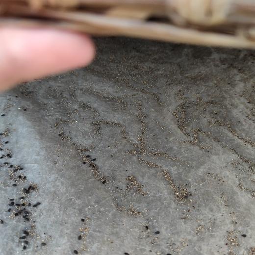 【天然黑芝麻】(自然生长、不施化肥、不打农药、最新鲜秋获)需要熟的需备注 商品图5