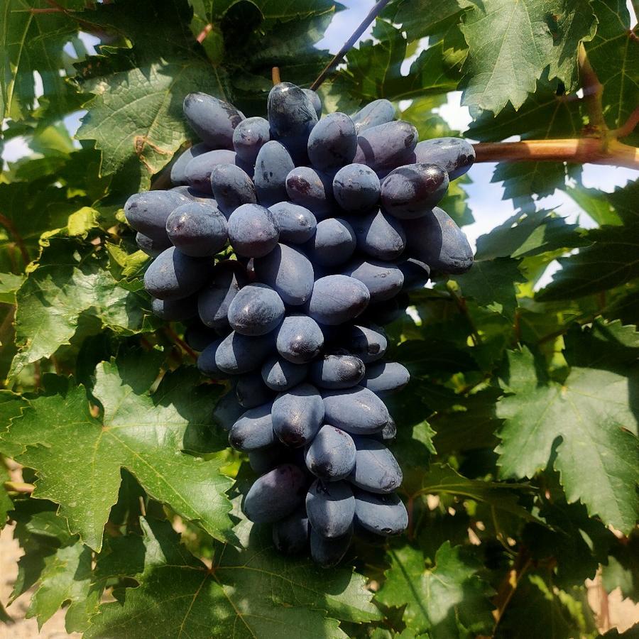 新疆61伊犁 蓝宝石黑美人葡萄 4斤装