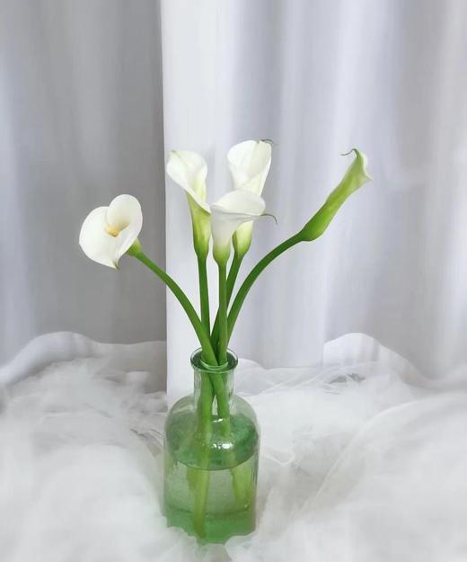 【马蹄莲】国产 （范图拉）白色 5枝/扎 商品图6